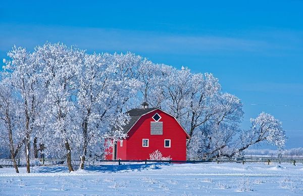 Canada-Manitoba-Deacons Corner Red barn surrounded by trees covered with hoarfrost